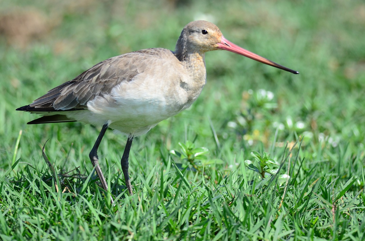bird wetlands odisha free photo