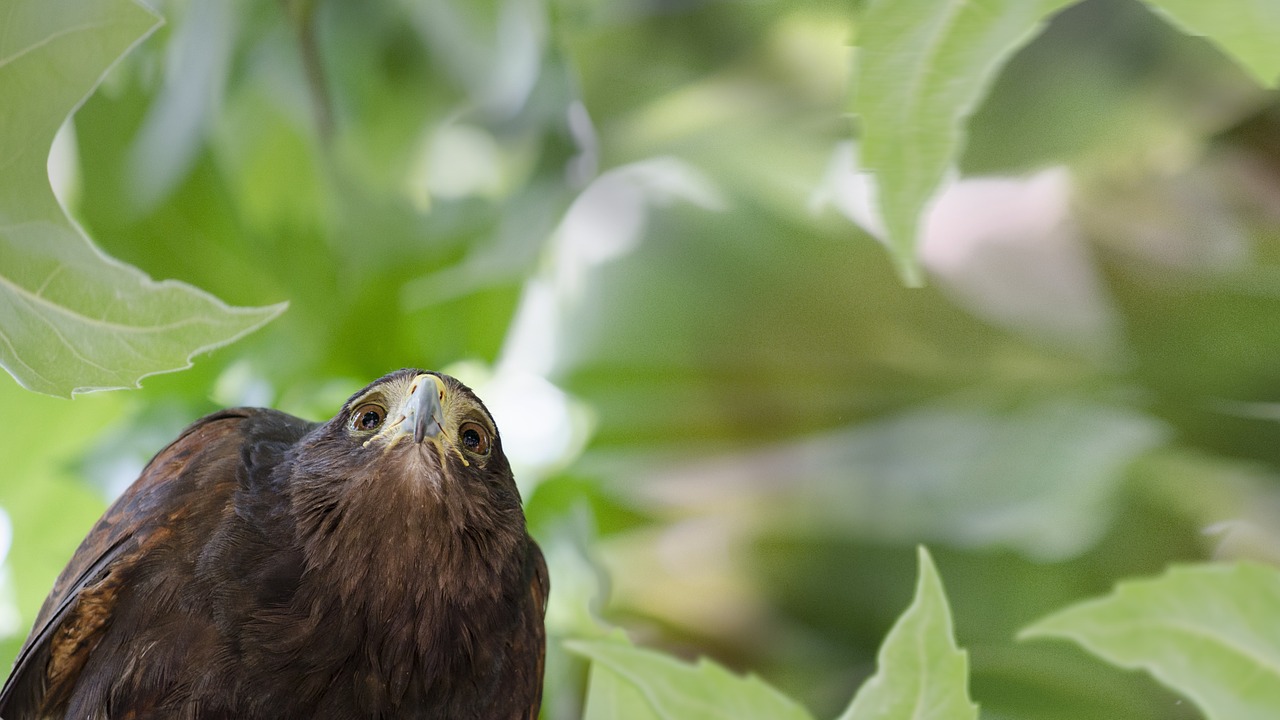 bird falcon nature free photo