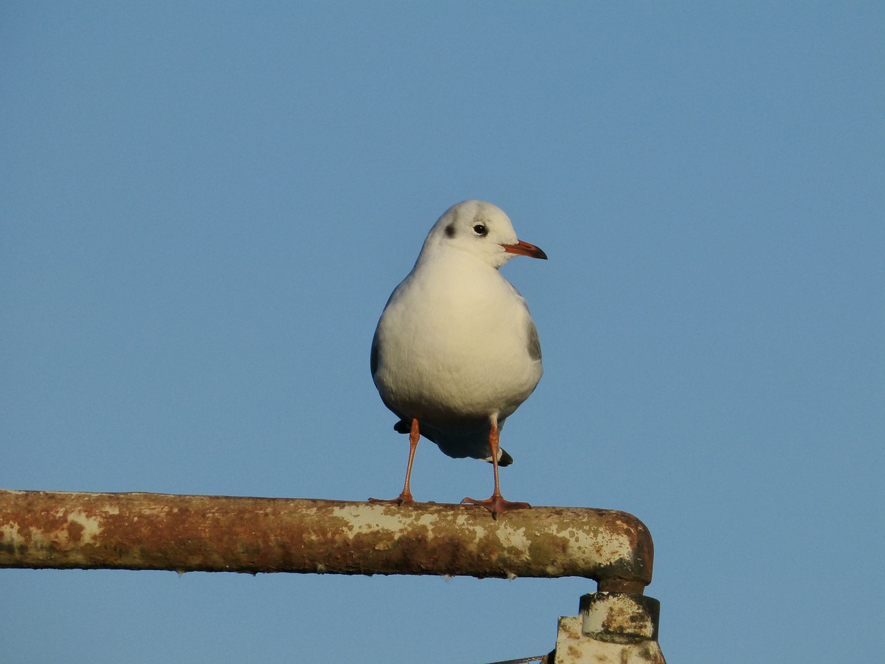 bird seagull plumage free photo