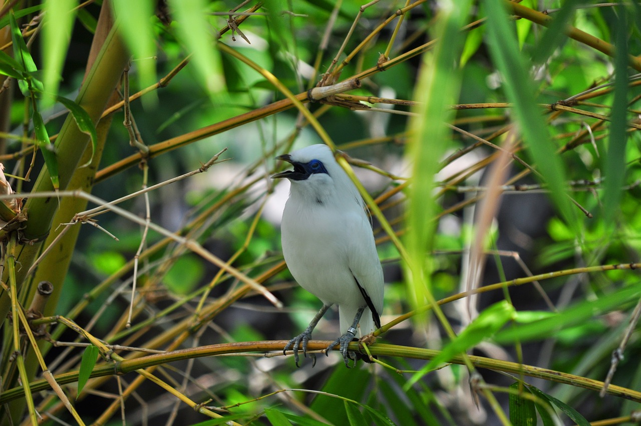 bird white nature free photo