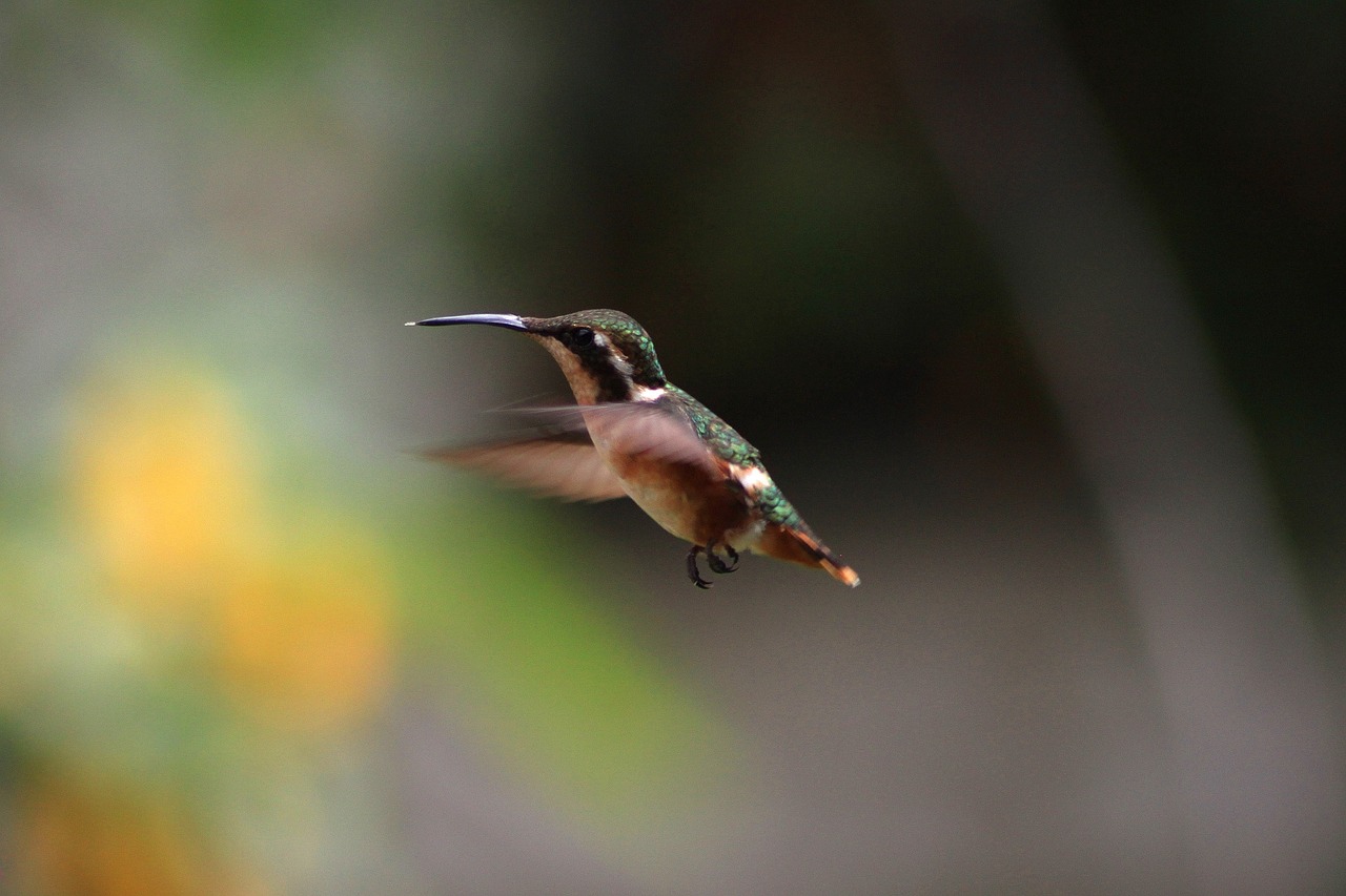 bird animal small free photo