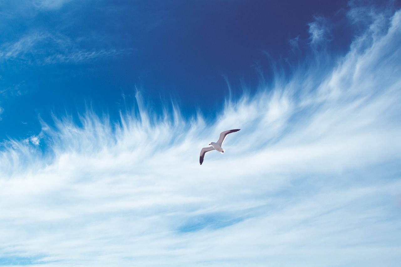 bird seagull sky free photo