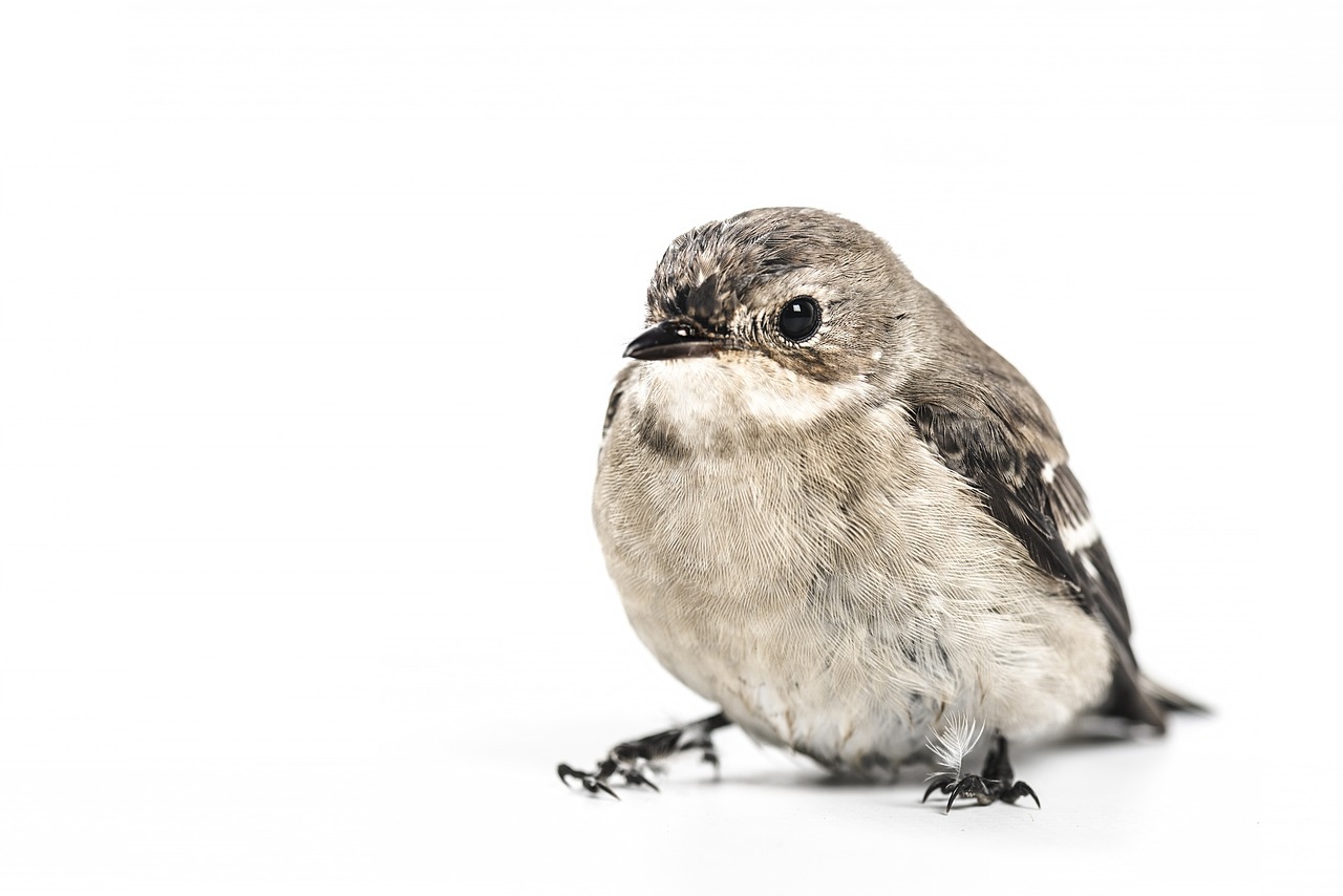 bird small nature free photo