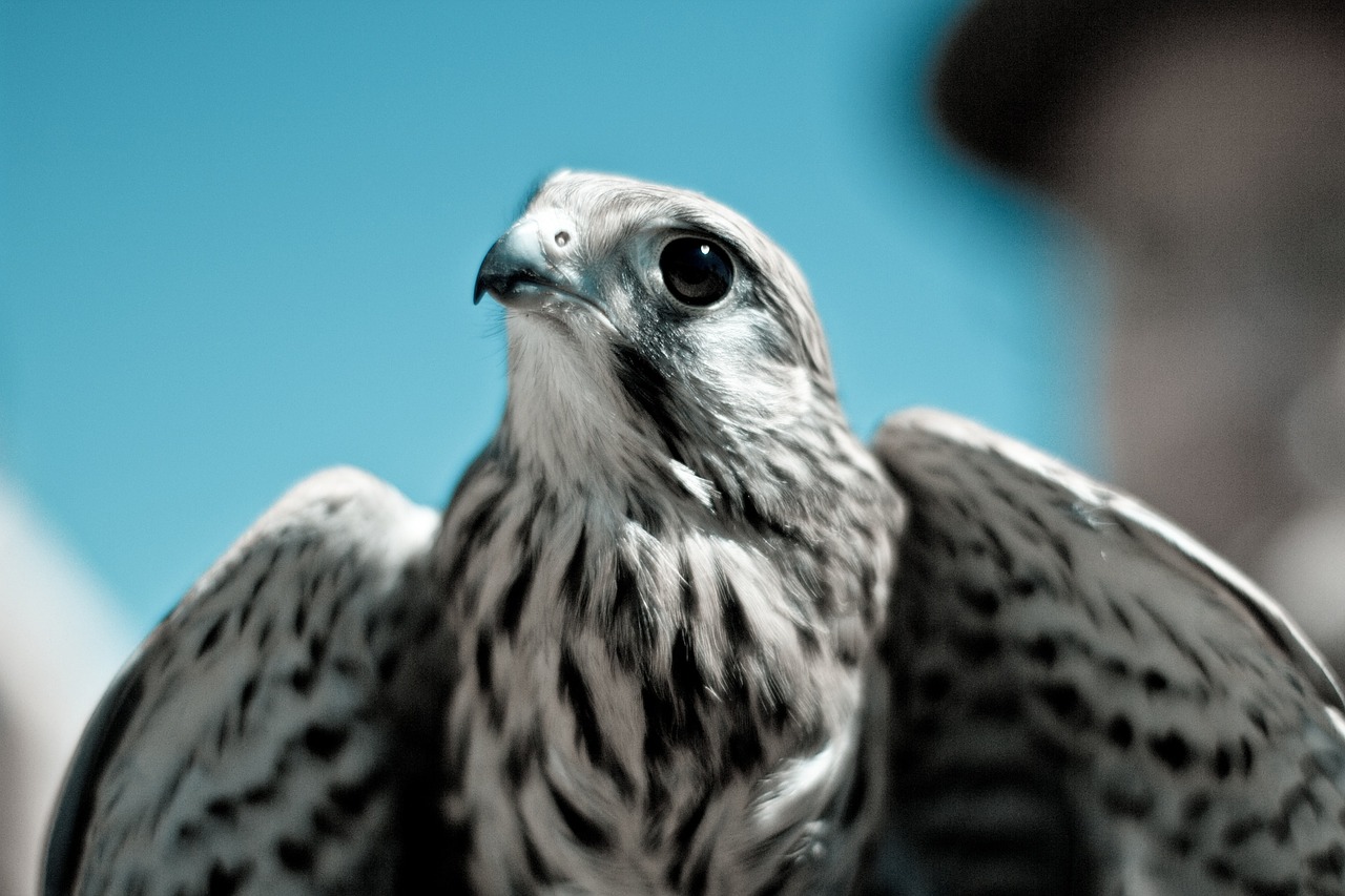 bird wings animal free photo