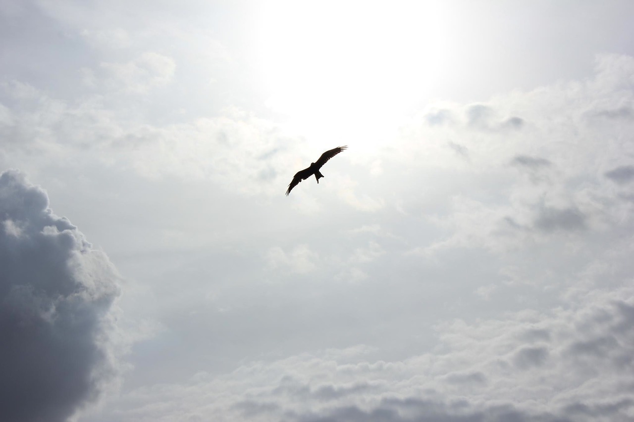 bird flying soaring free photo