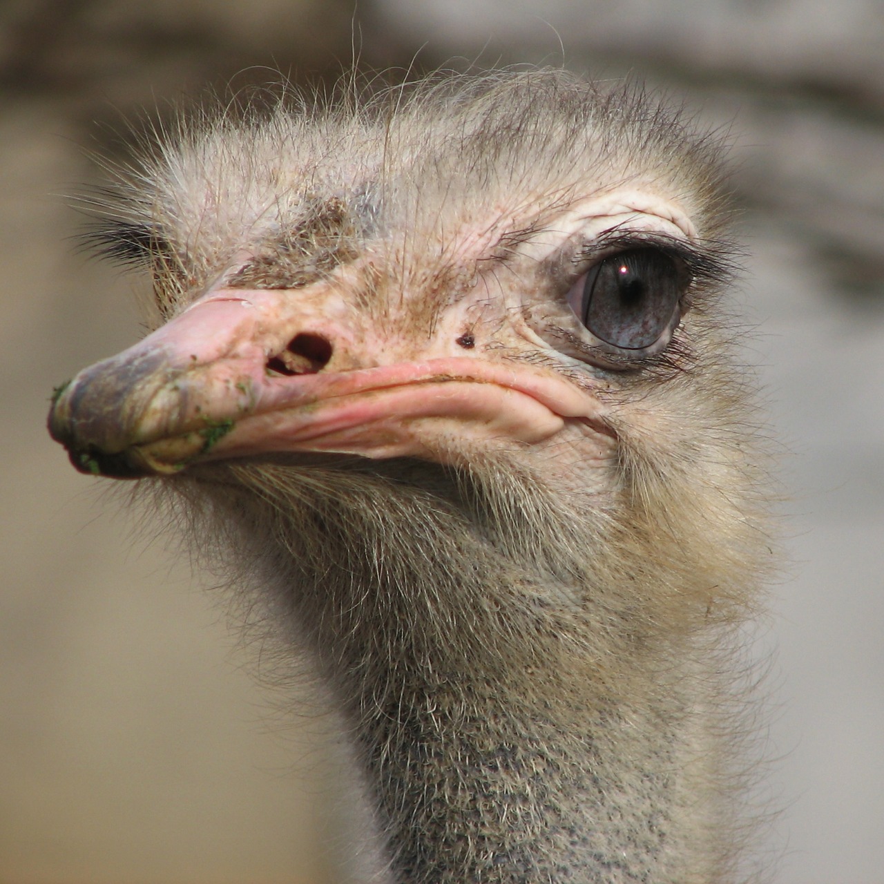 bird animal ostrich free photo