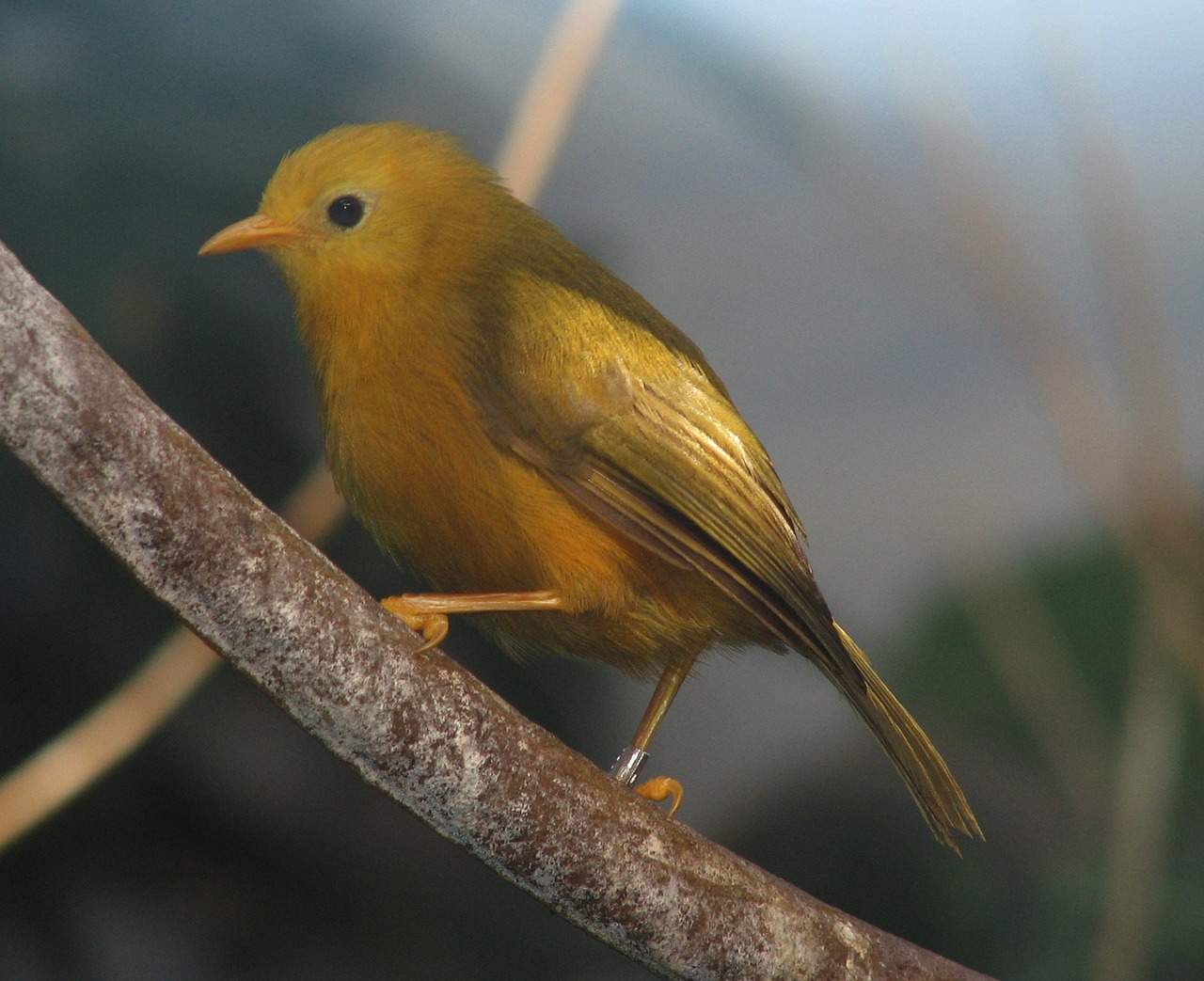 bird color golden white eye free photo