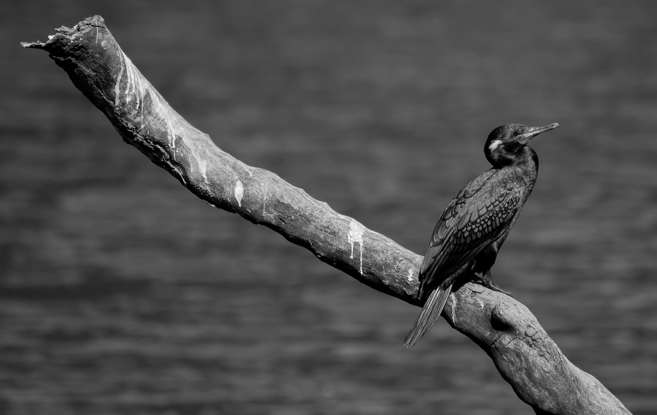 bird black white free photo