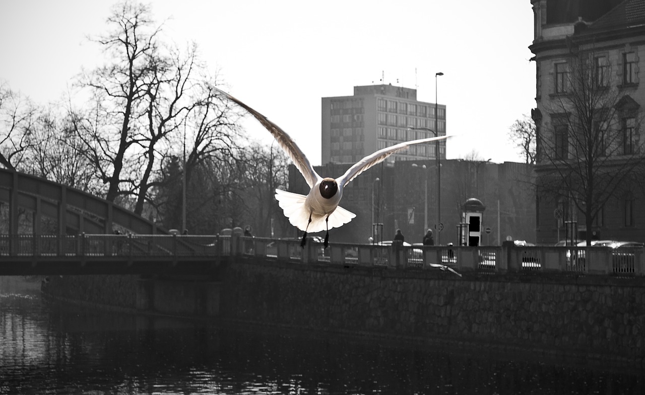 bird the seagull contrast free photo