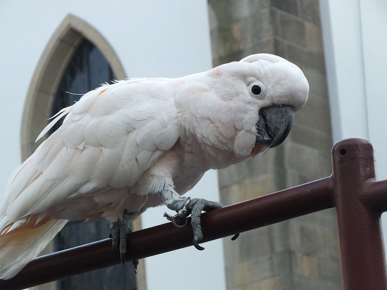 bird cockatoo parrot free photo