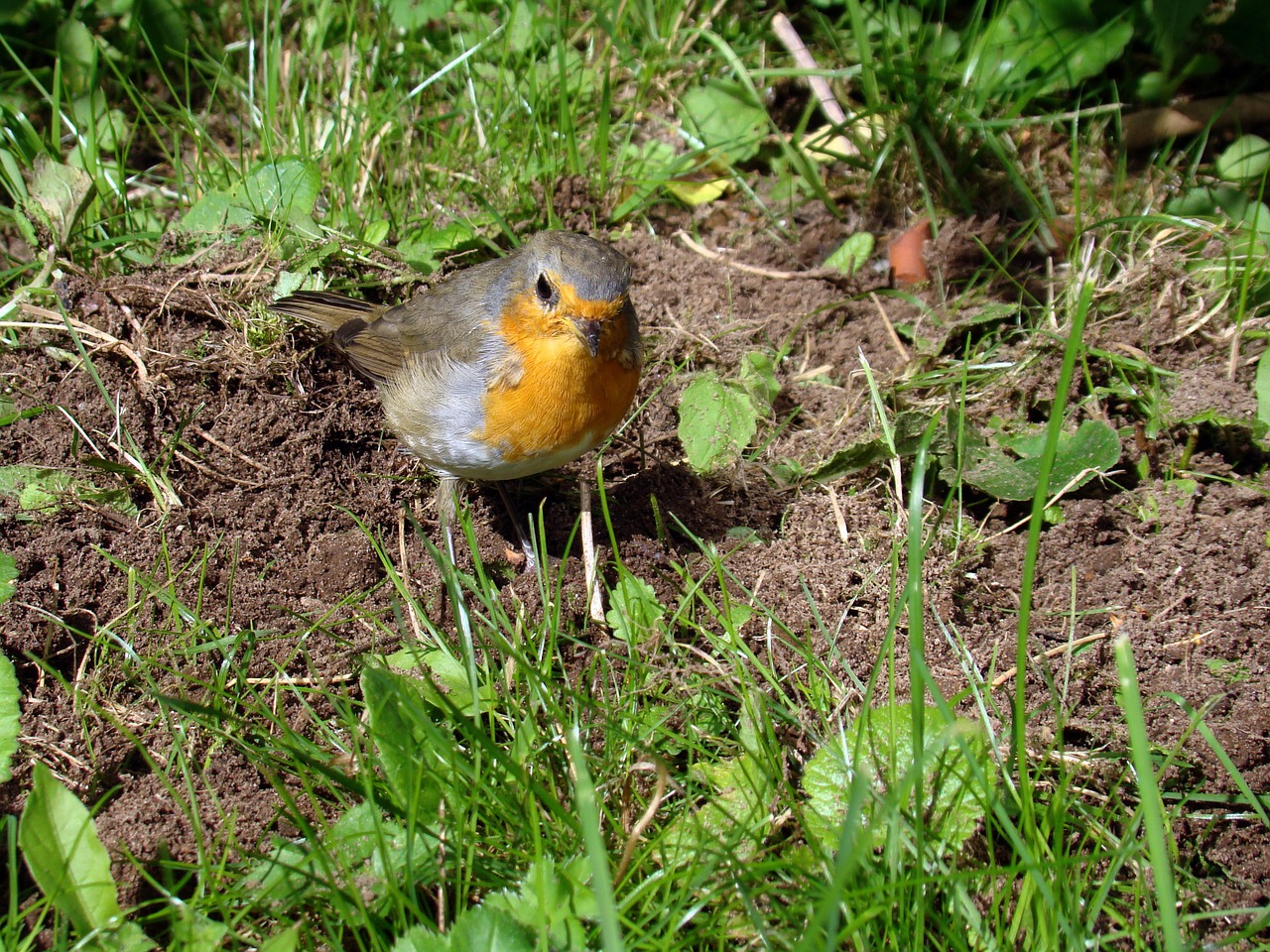 bird robins small birds free photo