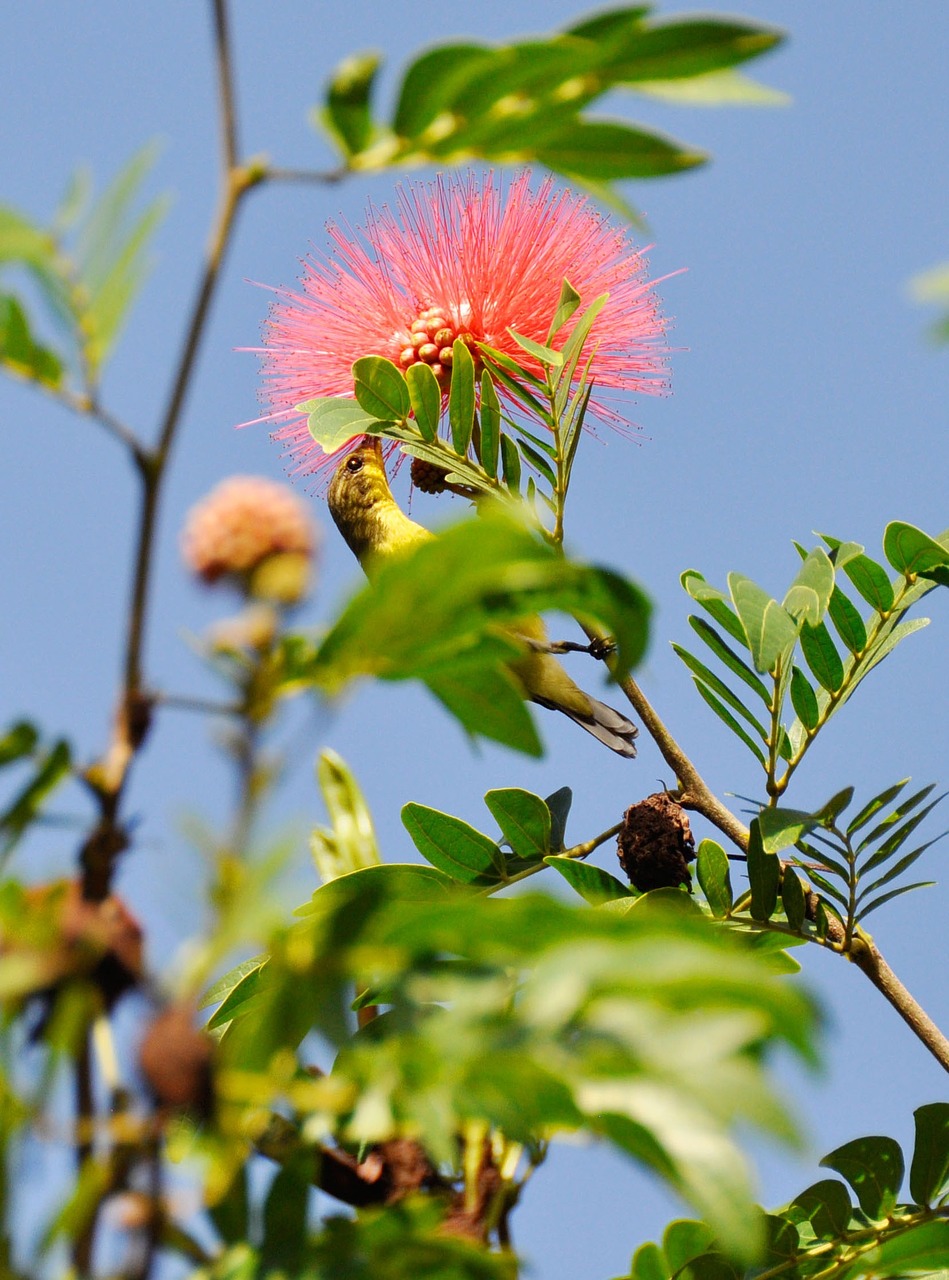 bird flowers nature free photo