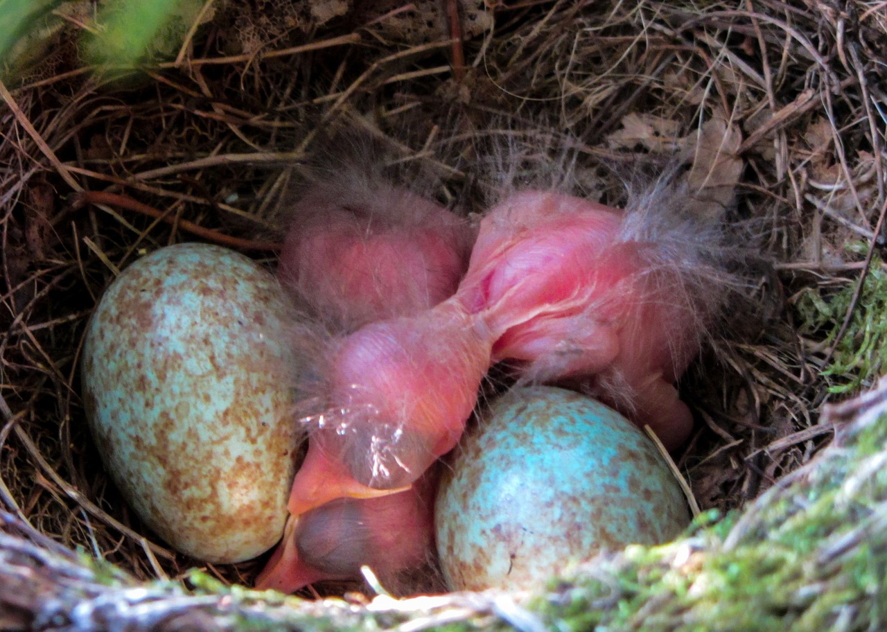 bird blackbird blackbird nest free photo