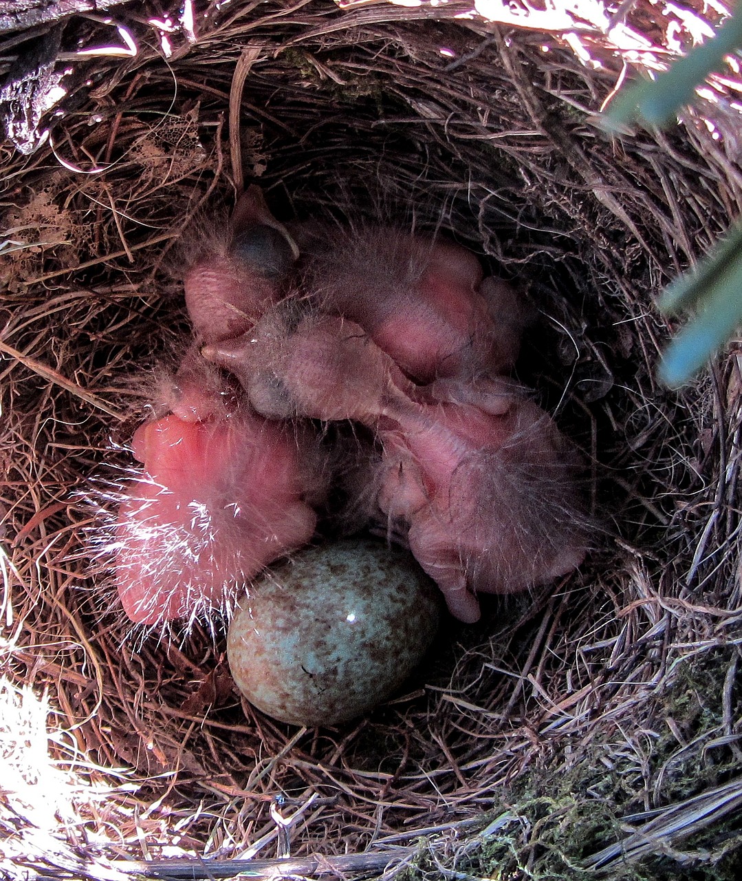 bird blackbird blackbird nest free photo
