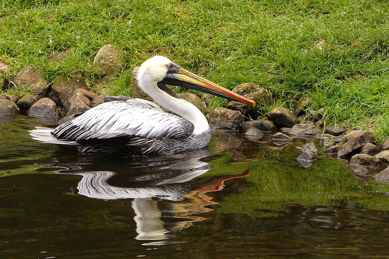 bird large pelikan free photo