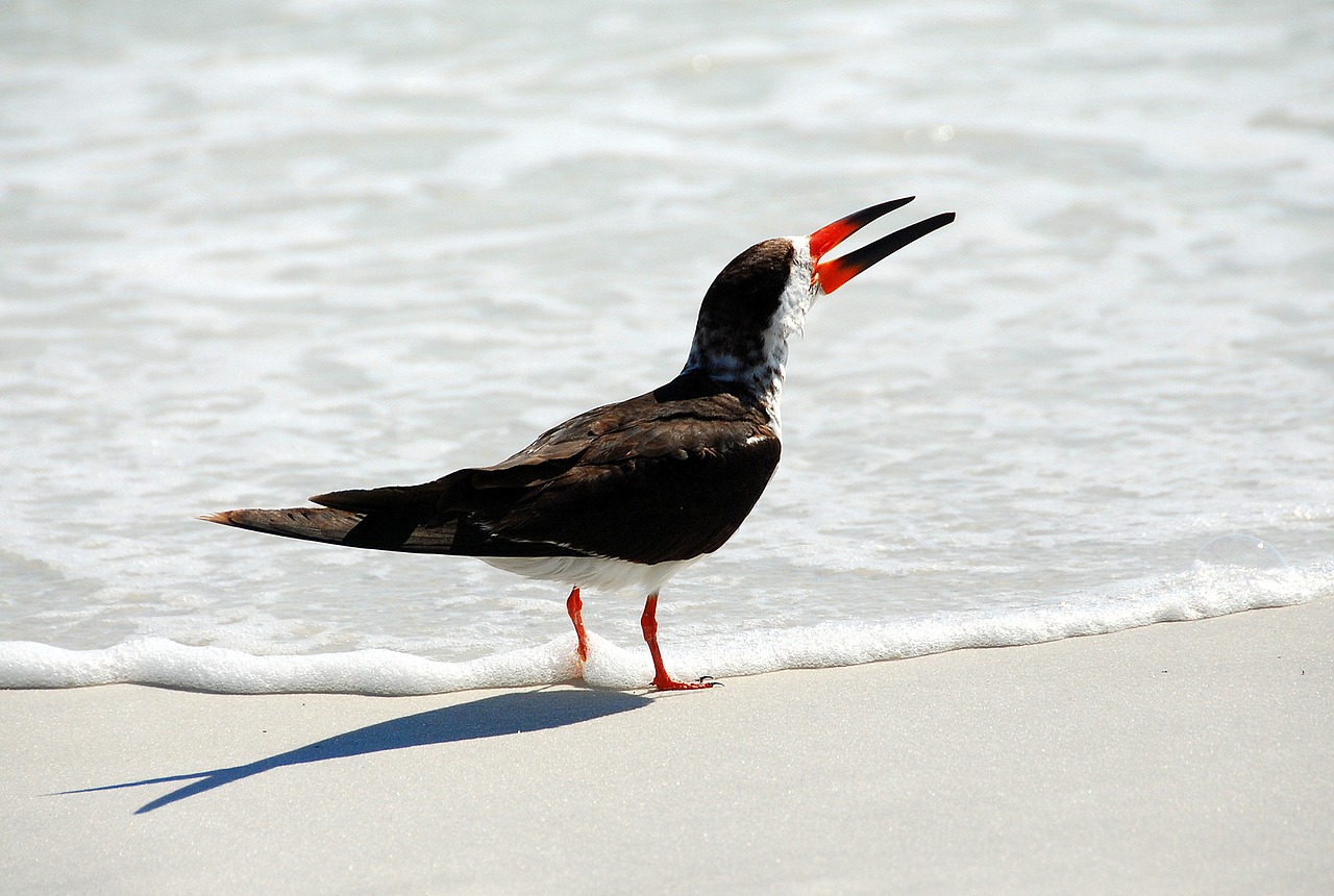 bird gull sand free photo