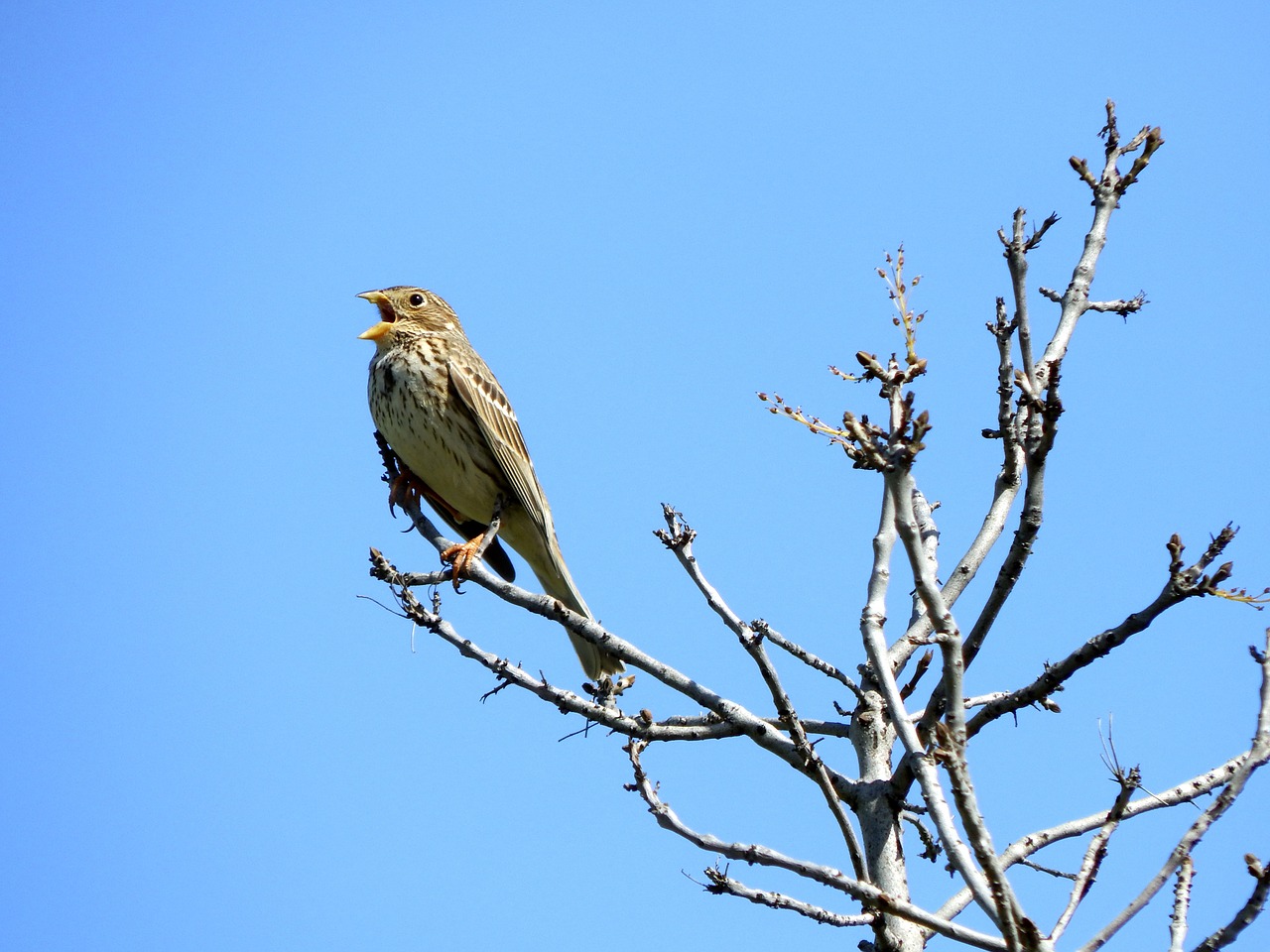 bird sparrow tree free photo