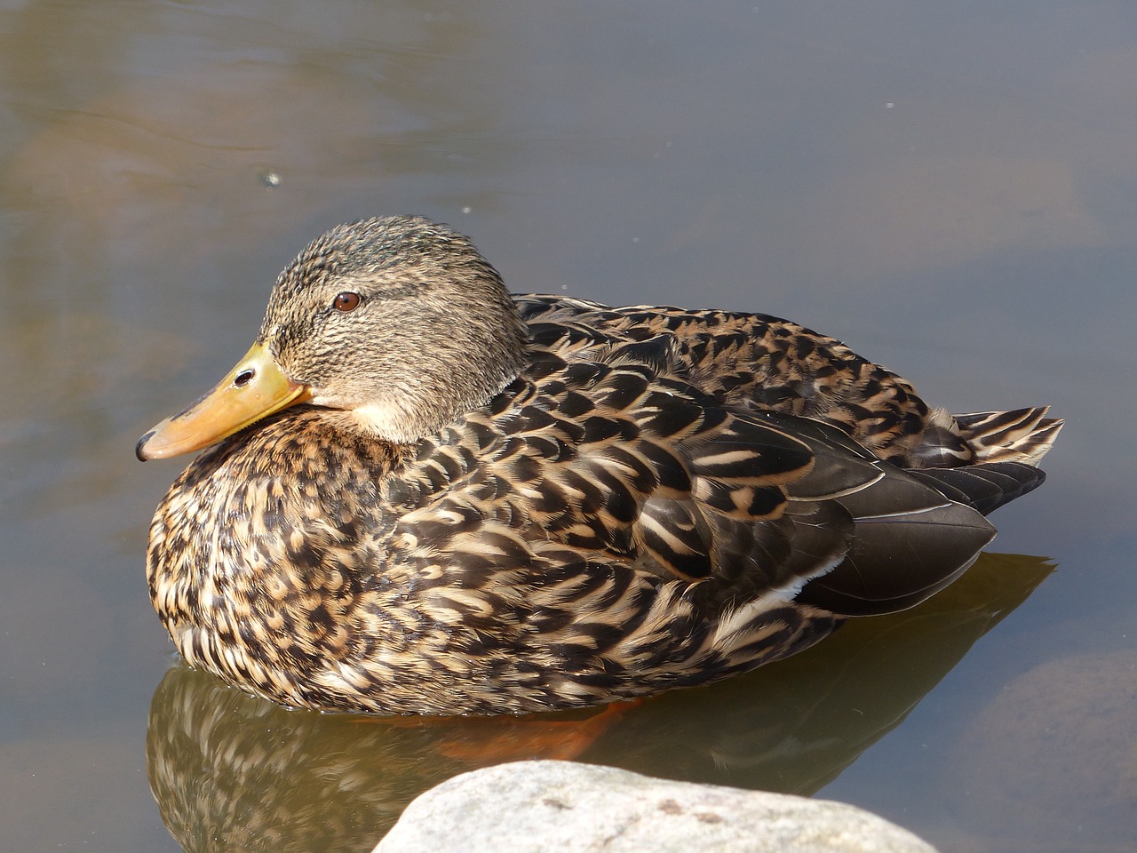 bird and water free photo