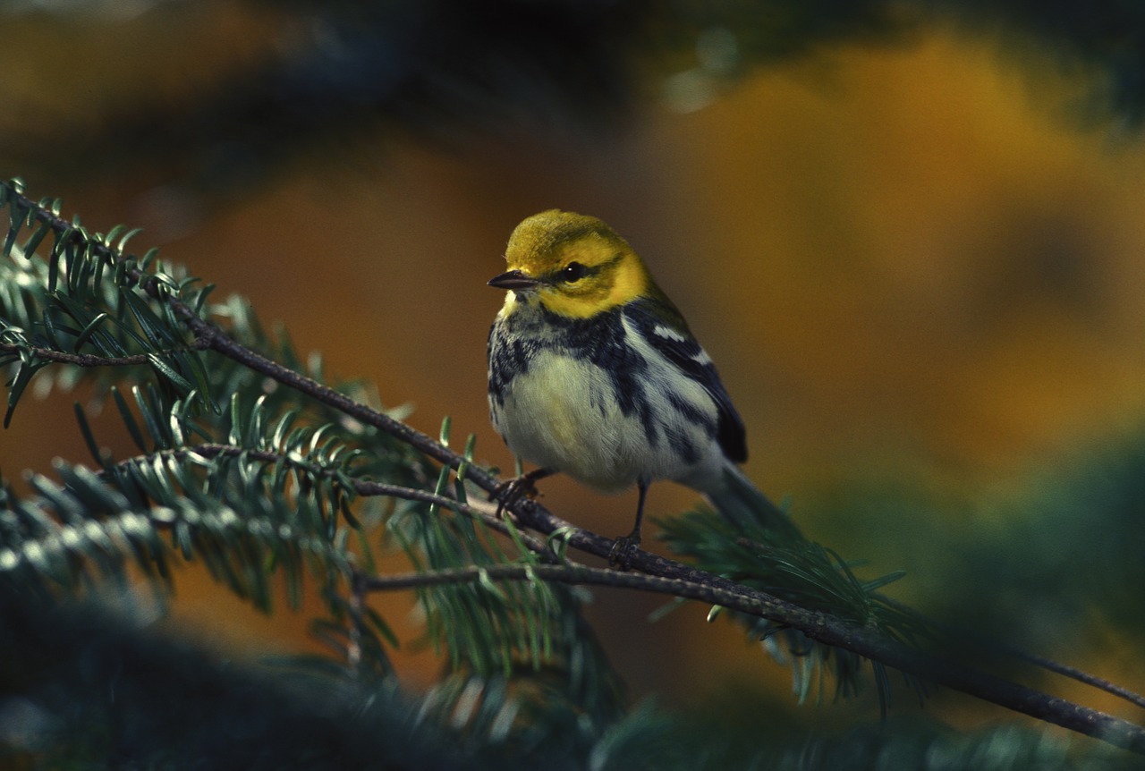 bird warbler female free photo