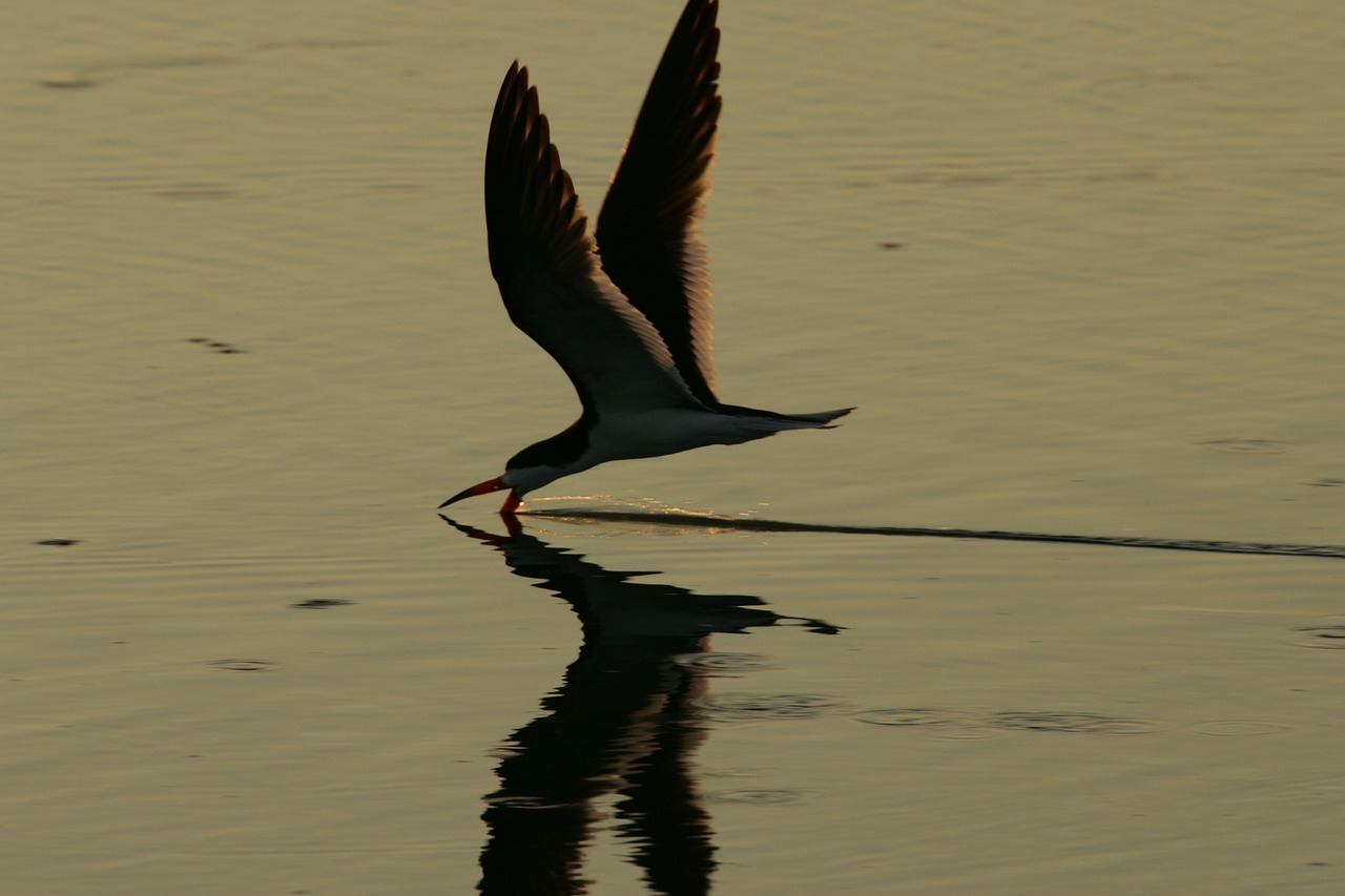 bird flying water free photo