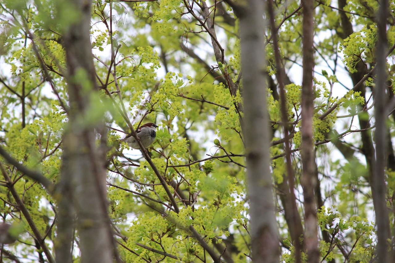 bird tree sit free photo