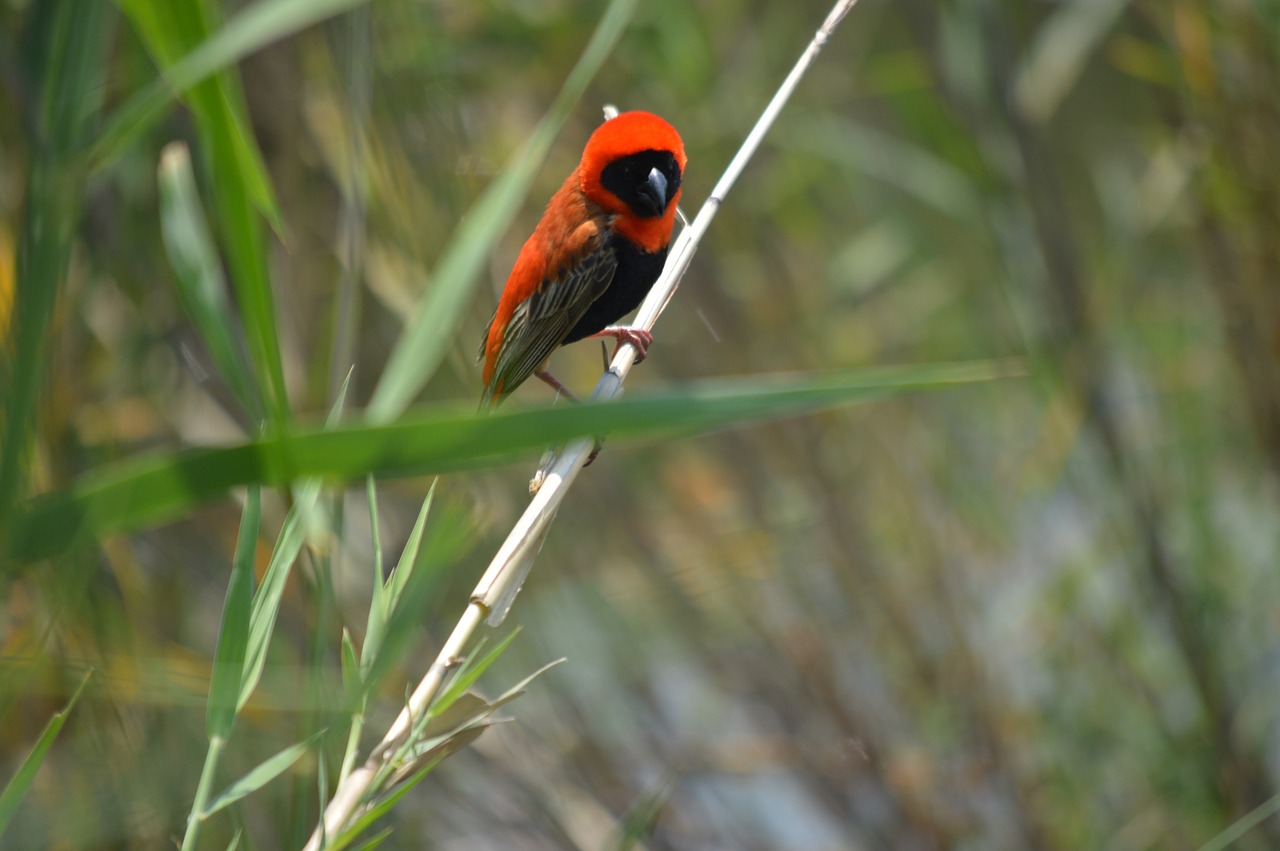 bird red weaver nature free photo