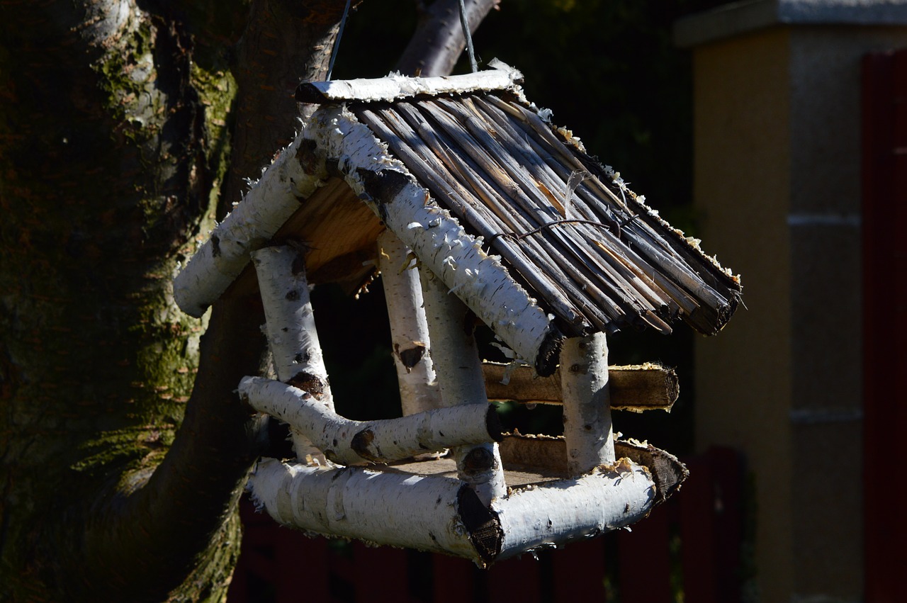 bird winter bird feeder free photo
