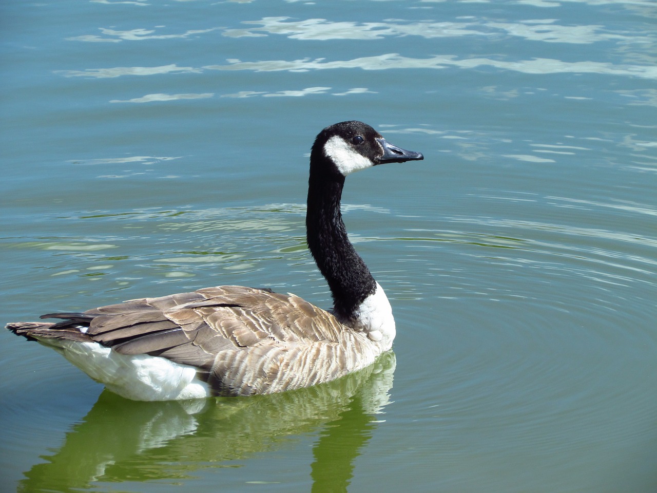 bird water goose free photo