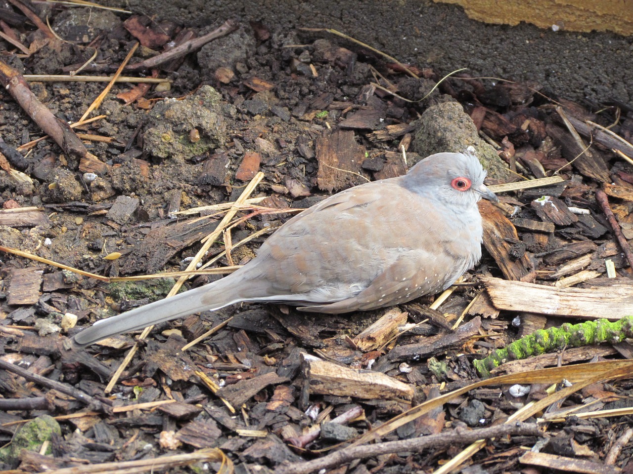 bird nature animal free photo