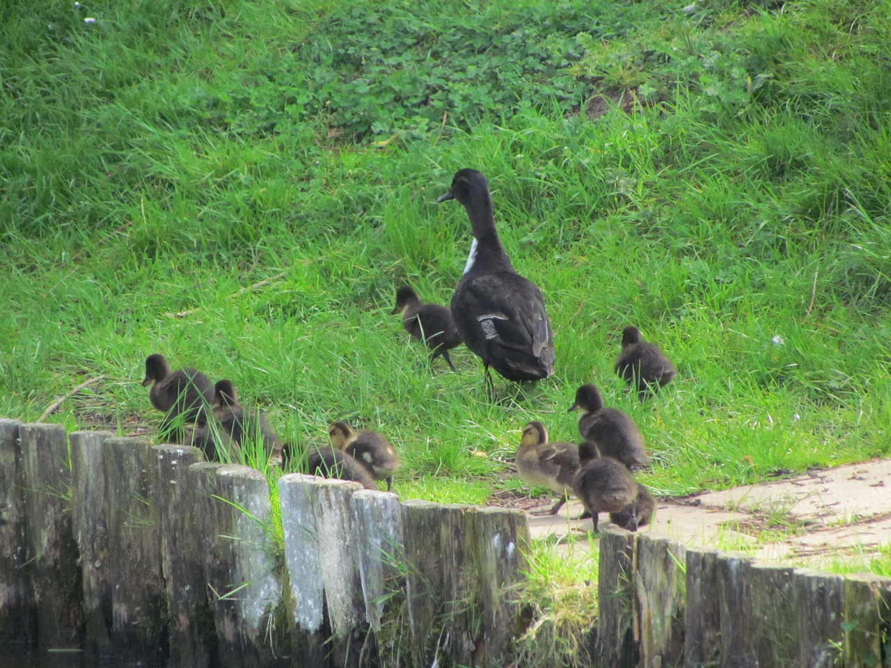 bird chicks nature free photo