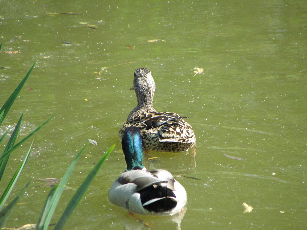 bird nature animal free photo