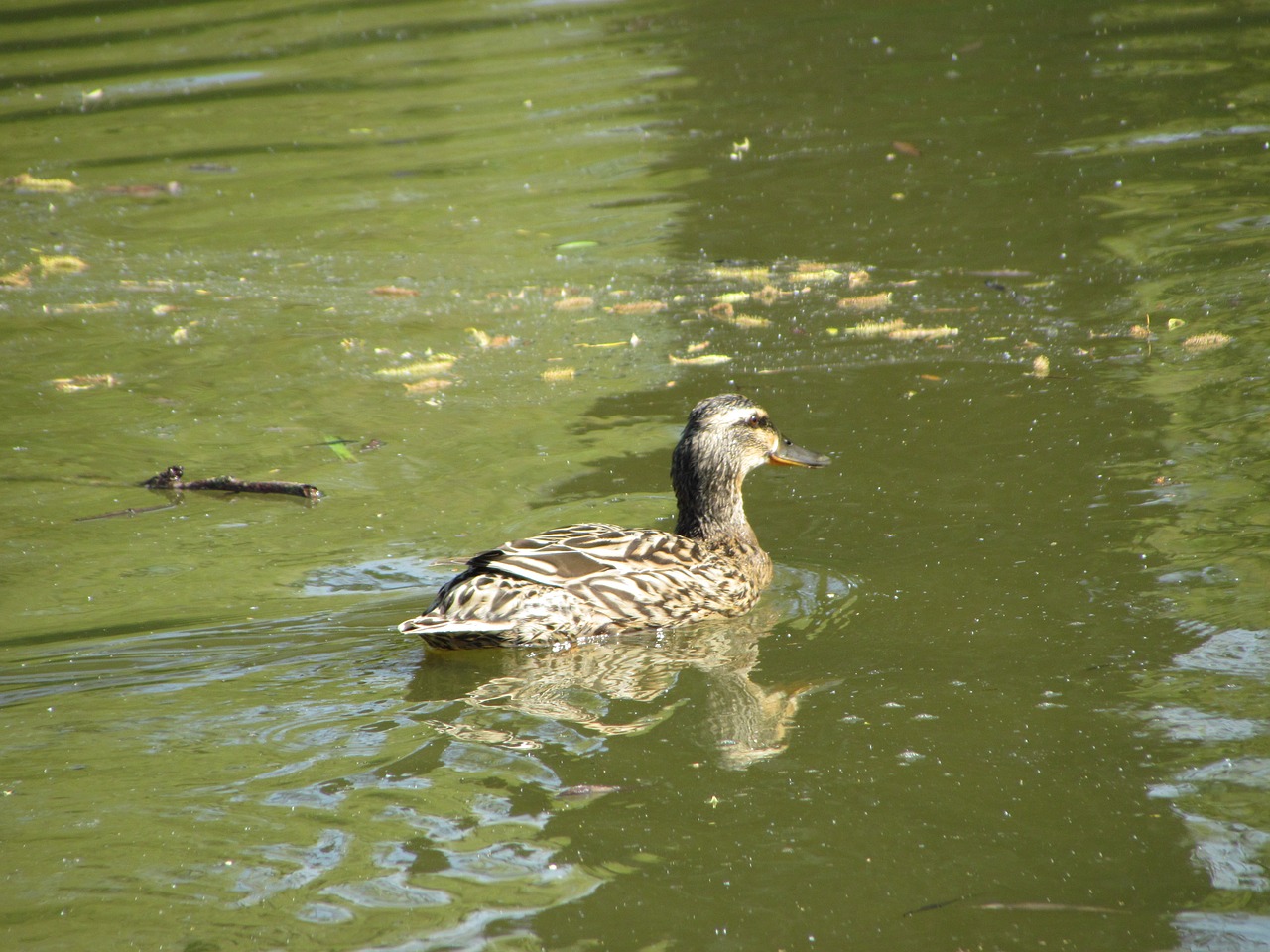 bird nature animal free photo