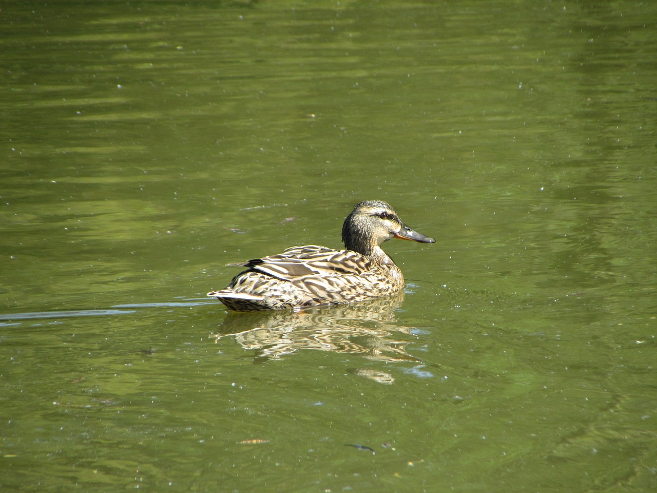 bird nature animal free photo