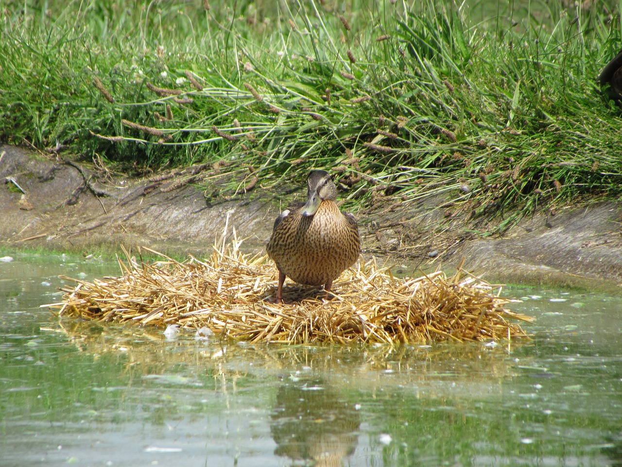 bird nature animal free photo