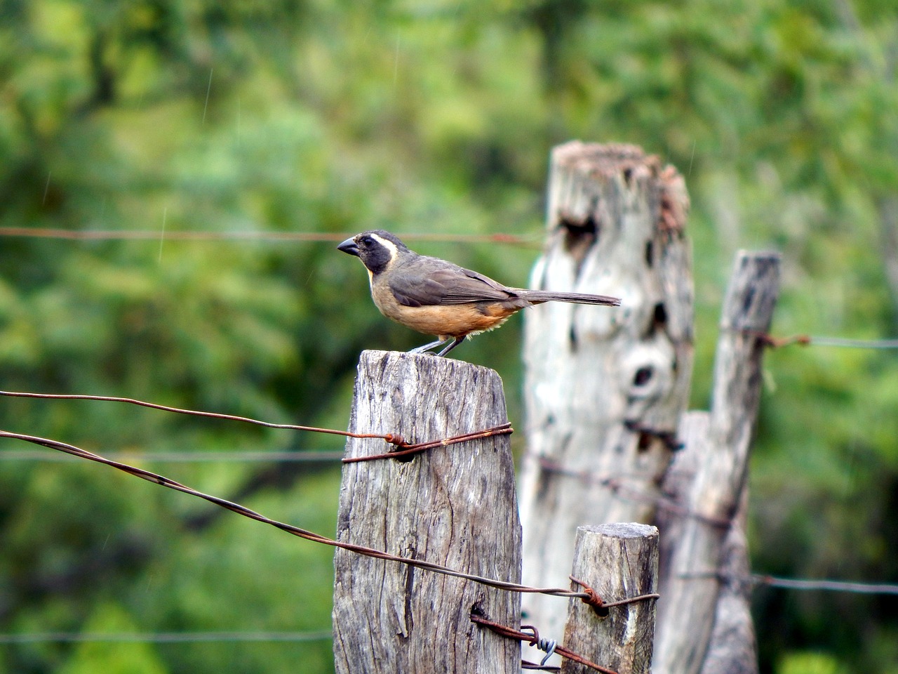 bird canguçu rio grande do sul free photo