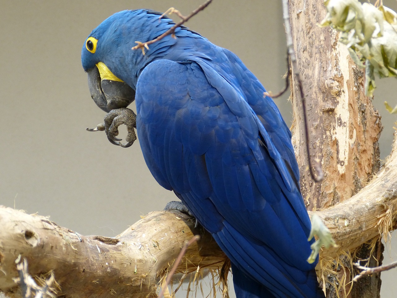 bird parrot plumage free photo