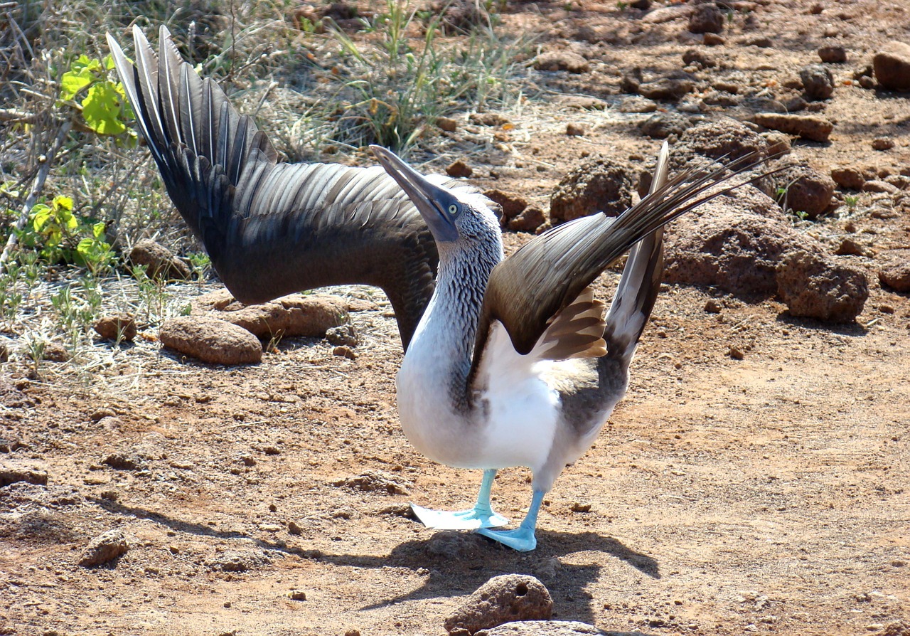 bird blue-footed booby free photo