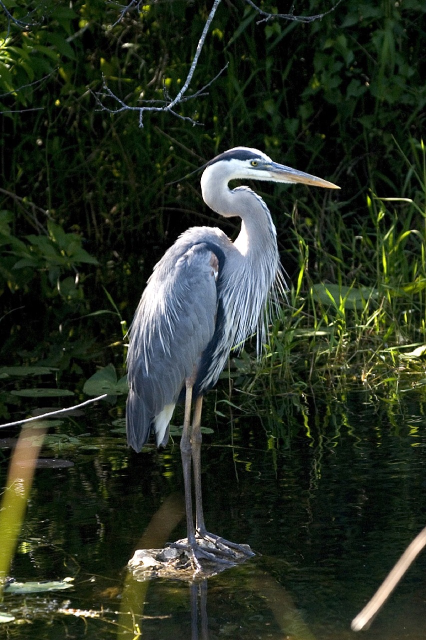 bird heron great free photo