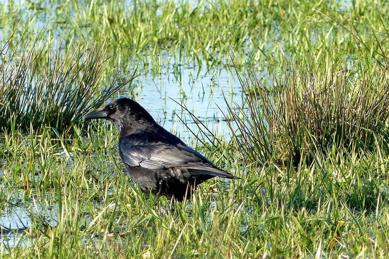 bird crow raven bird free photo