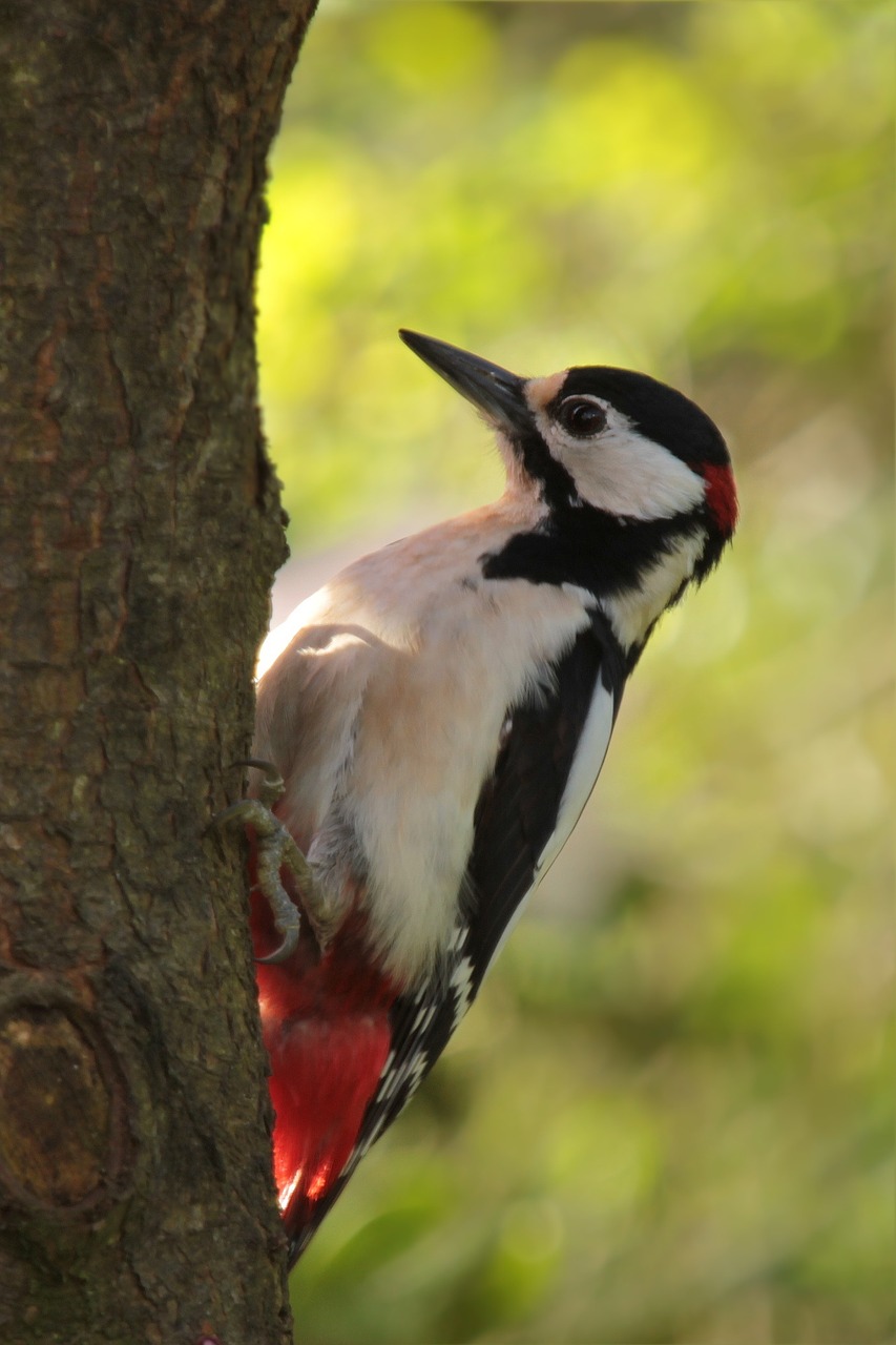 bird great spotted woodpecker log free photo
