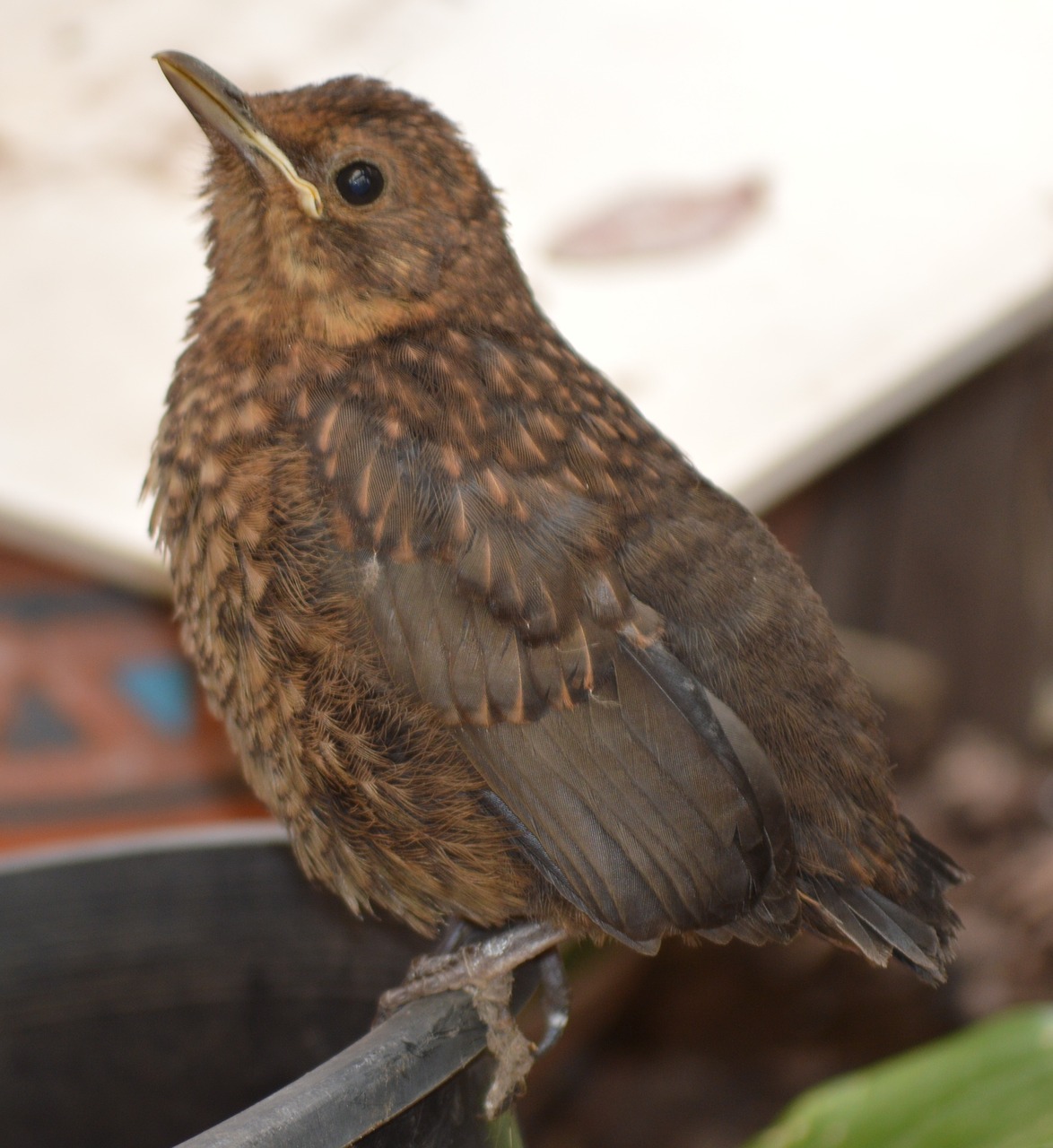 bird fly wings free photo