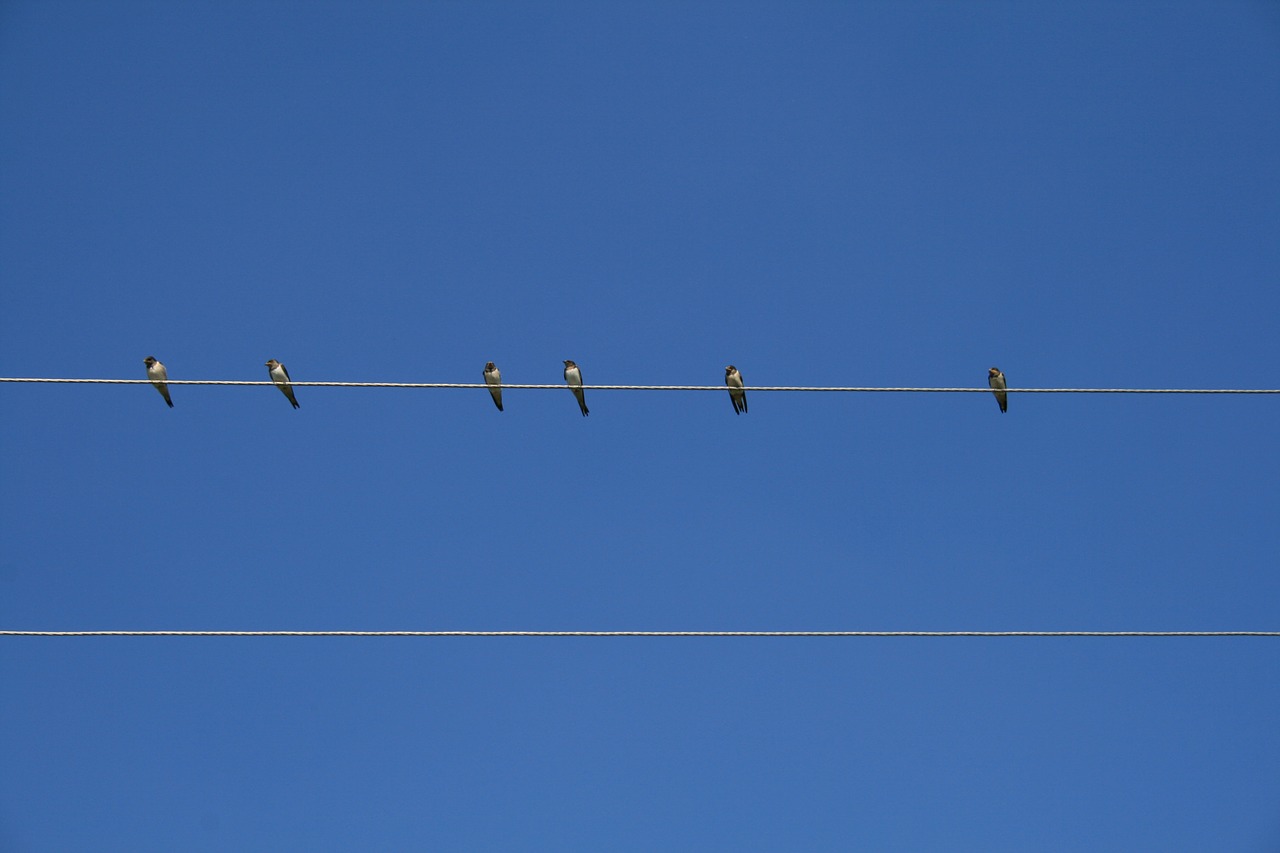 bird sky wire free photo