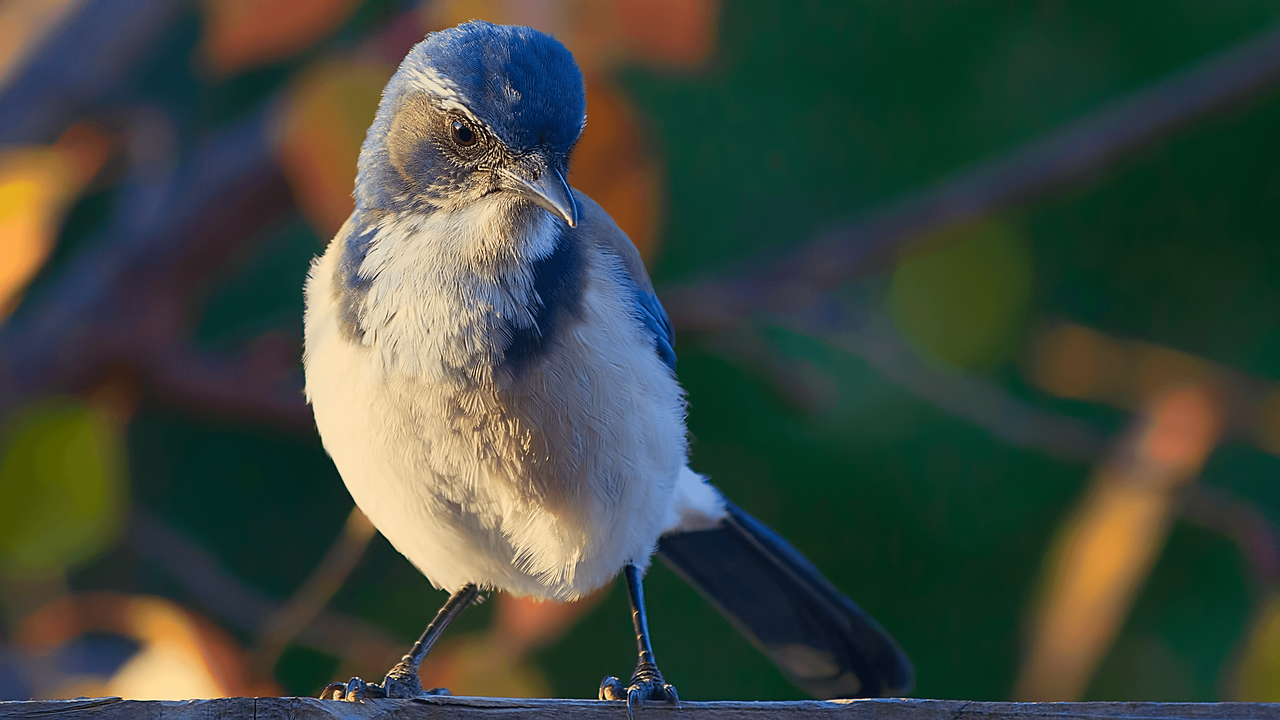 bird small nature free photo