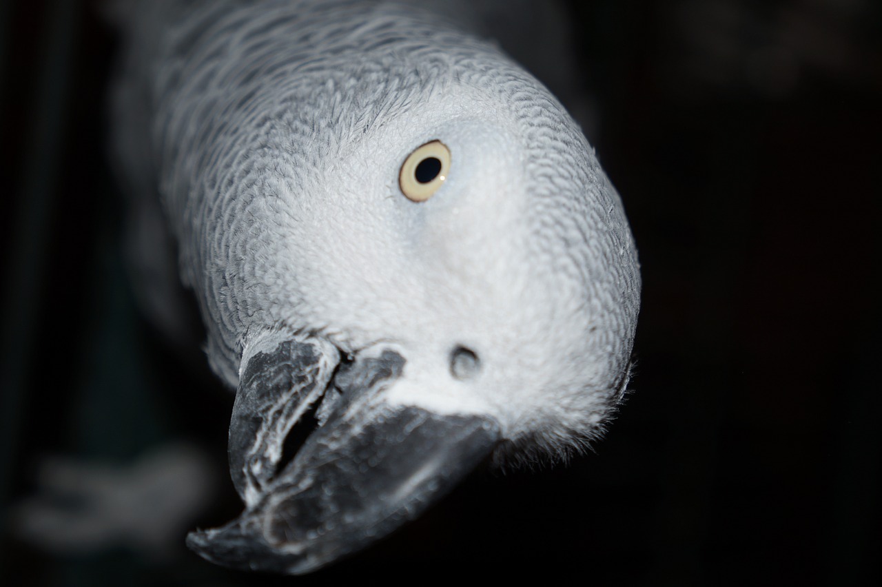 bird parrot gray of gabon free photo