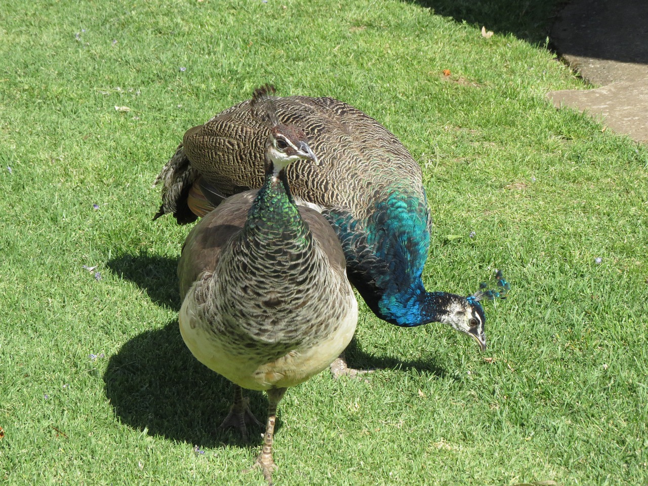 bird couple africa free photo