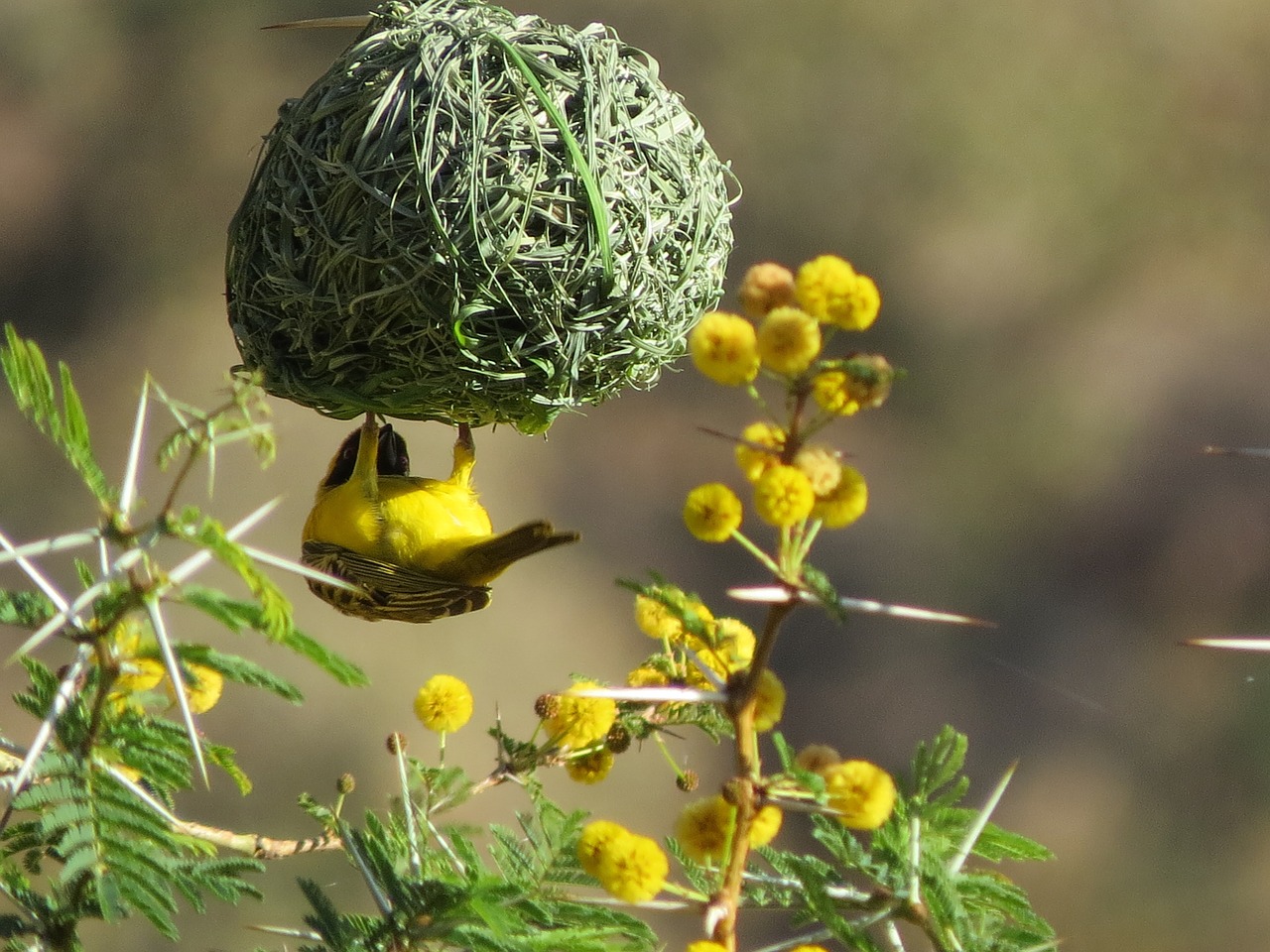 bird nest africa free photo