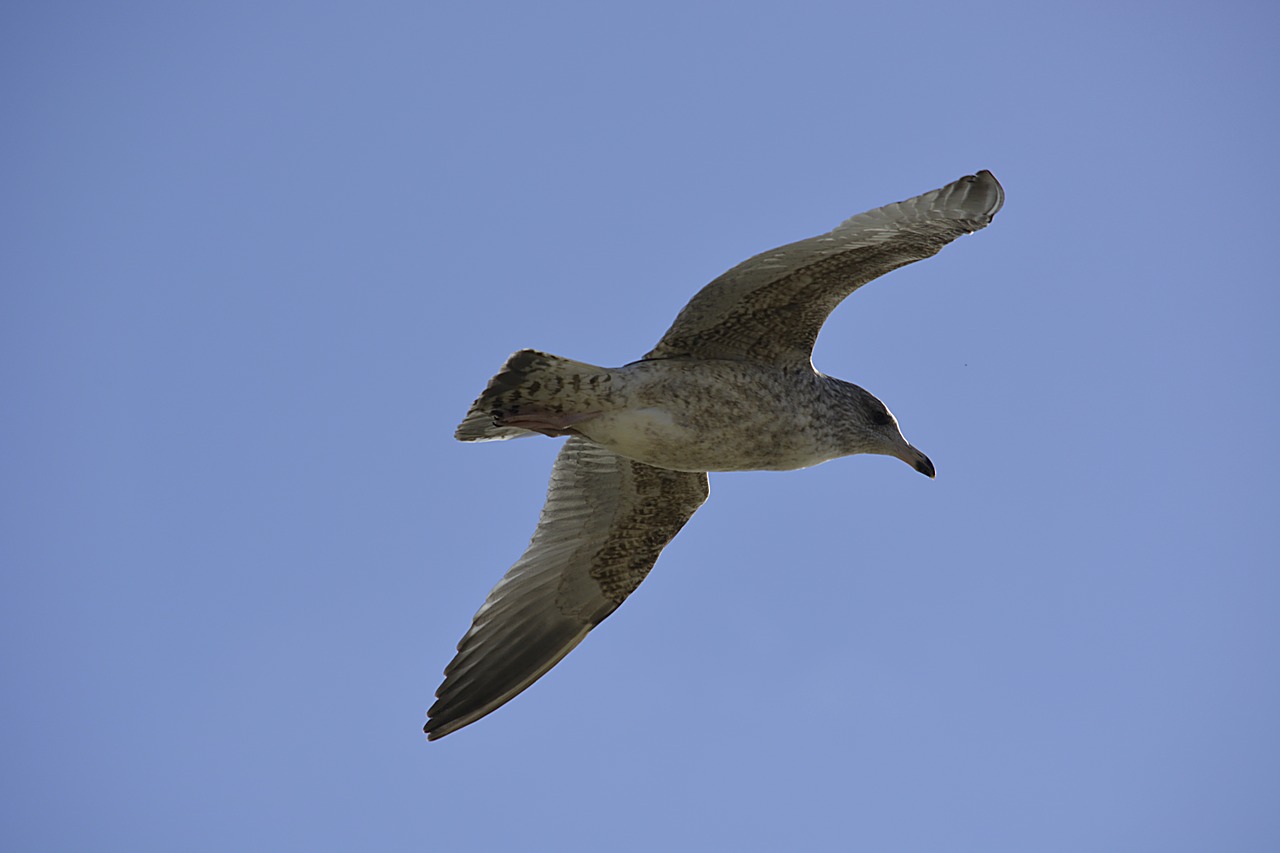 bird flight sky free photo