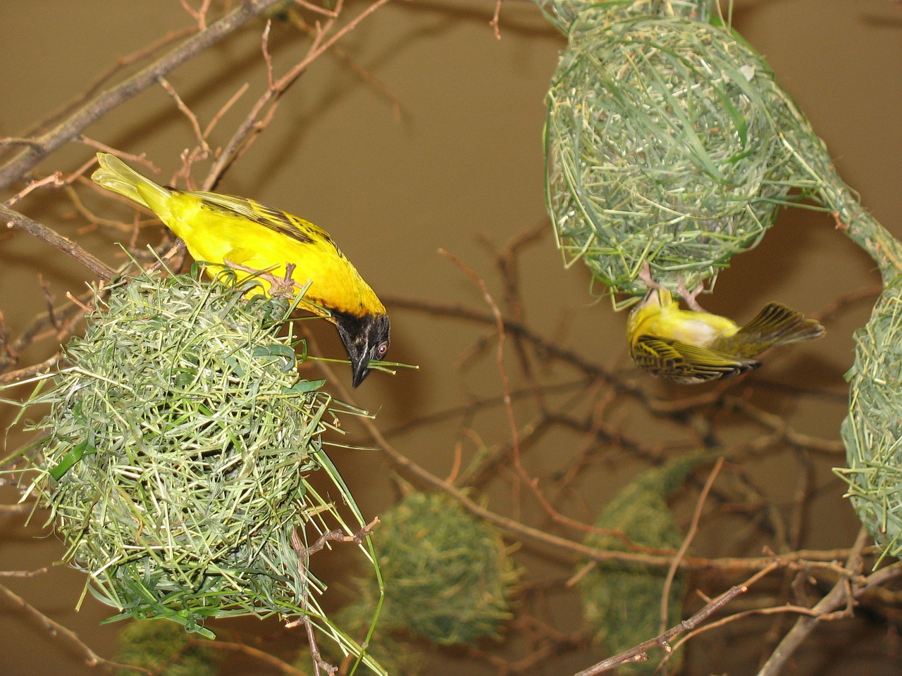 bird birds bird's nest free photo