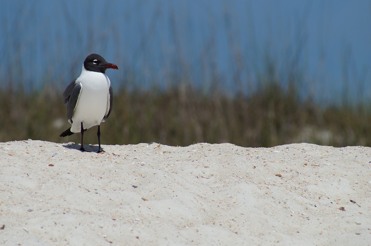 bird beach sea free photo