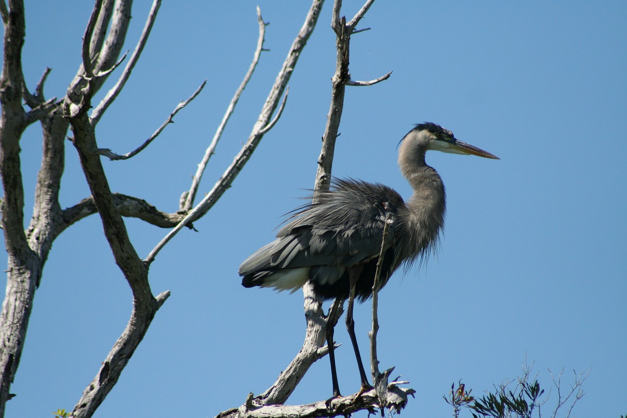 bird everglades duck free photo